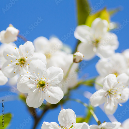 apple tree flowers