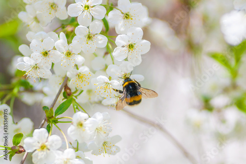 Bumblebee pollinating cherry blossom in early sring