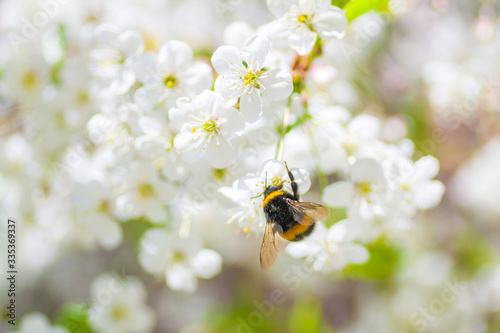 Bumblebee pollinating cherry blossom in early sring