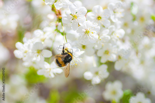Bumblebee pollinating cherry blossom in early sring © Johan