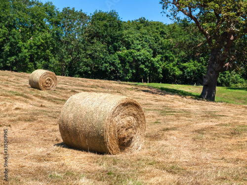 Hay making time showing a number of hay bales in the field to be dried and stored as fodder for animals.
