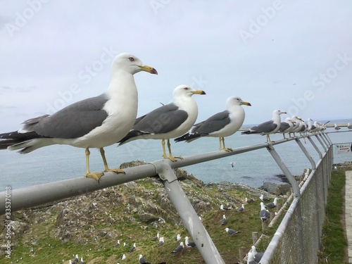 Black-tailed gull At Kabushima Shrine in Japan  photo