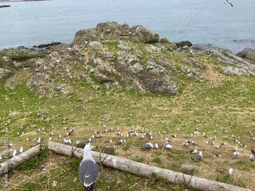 Black-tailed gull At Kabushima Shrine in Japan  photo