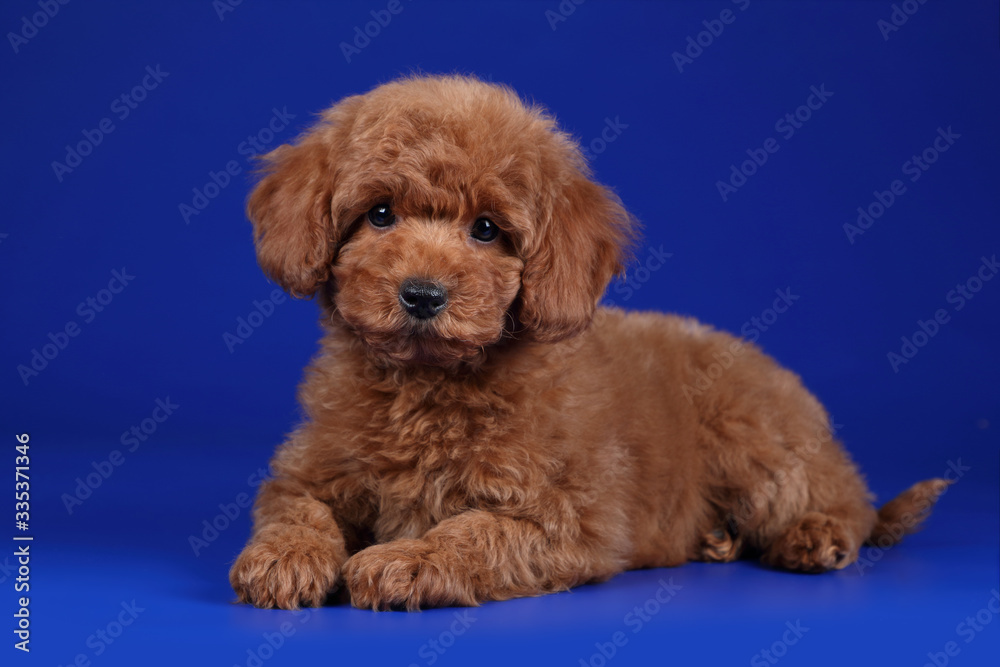 Cute poodle puppy on a blue background