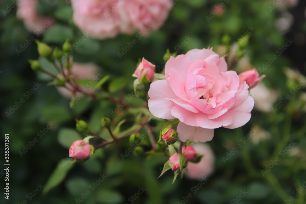 Obraz premium pink rose in garden