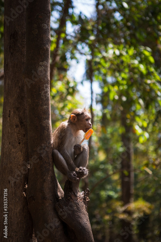 Monkey on a tree in India in a national Park waterfalls Athirapilly, Kerala. Monkey eats orange ice cream.