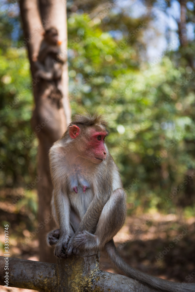 Fototapeta premium Monkey on a tree in India in a national Park waterfalls Athirapilly, Kerala. Monkey eats orange ice cream.