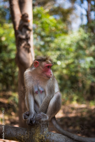 Monkey on a tree in India in a national Park waterfalls Athirapilly, Kerala. Monkey eats orange ice cream.