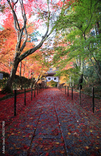 Beautiful Autumn Leaves at komyoji Kyoto JAPAN photo