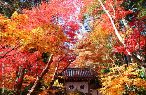 Beautiful Autumn Leaves at komyoji Kyoto JAPAN photo