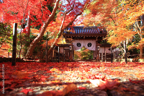Beautiful Autumn Leaves at komyoji Kyoto JAPAN photo