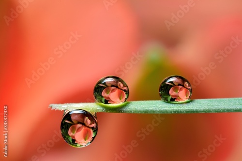 Gentle reflection in the water droplets macro photo