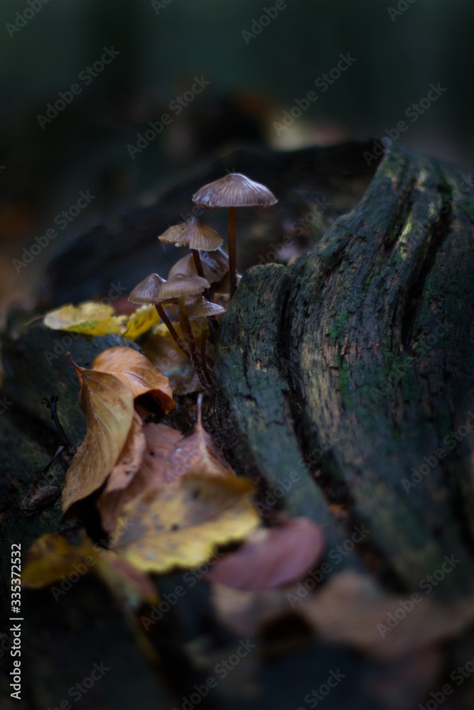 closeup of a small group of fungi on a tree trunk with colorful autumn leaves and blurry background closeup of a small group of fungi on a tree trunk with colorful autumn leaves and blurry background