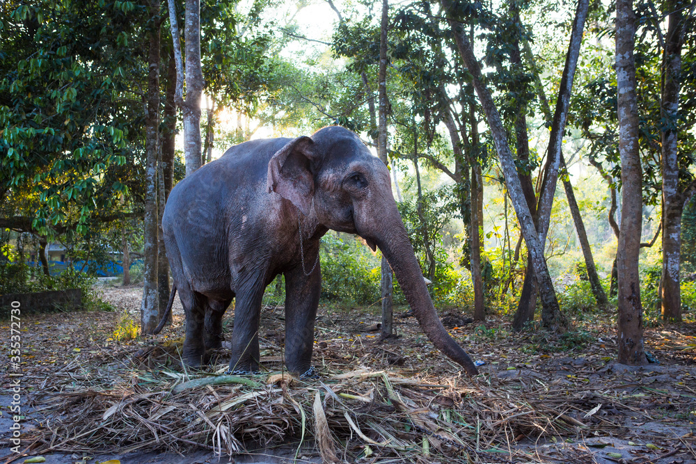 Obraz premium Elephant in the tropical jungles of India, Kerala. An elephant stands among the eaten bamboo stalks