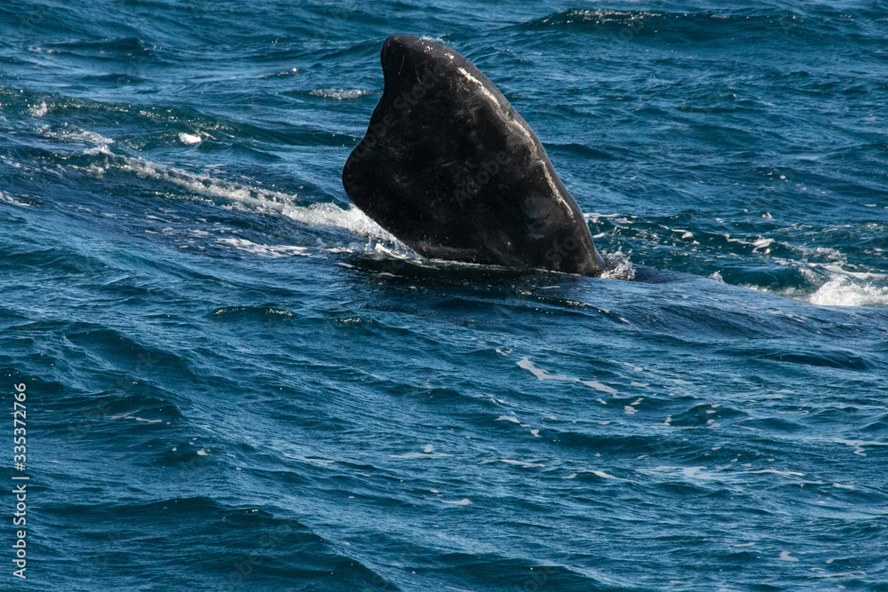 Fototapeta premium Avistando ballenas