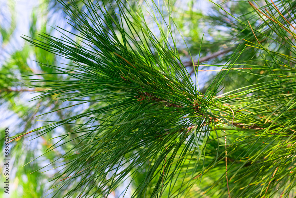 Brunch of pine on sunny daylight. Young shoots of pine tree with green cone. Brunch of pine on sunny daylight. Young shoots of pine tree with green cone.