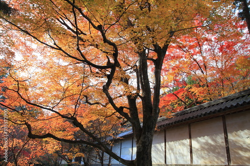 Beautiful Autumn Leaves at komyoji Kyoto JAPAN