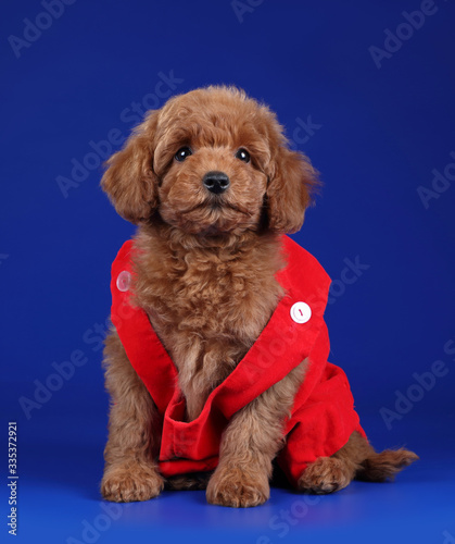 Cute little poodle puppy in clothes on a blue background