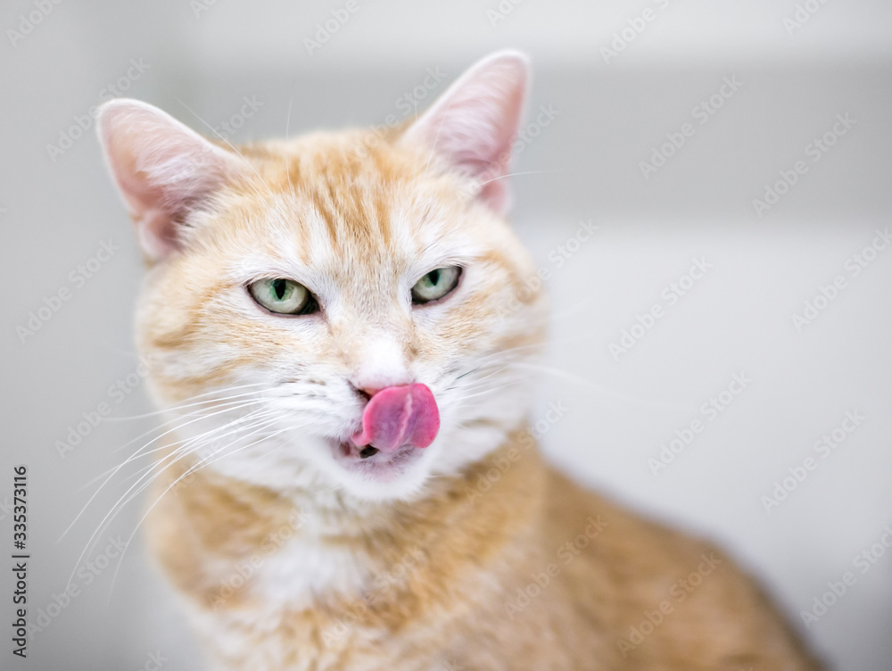 An orange tabby domestic shorthair cat licking its lips