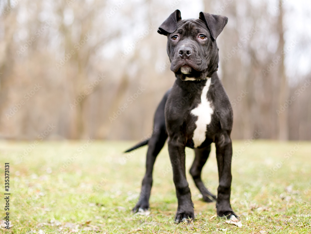 A cute black and white Pit Bull Terrier mixed breed puppy with large floppy ears and a wrinkled face standing outdoors
