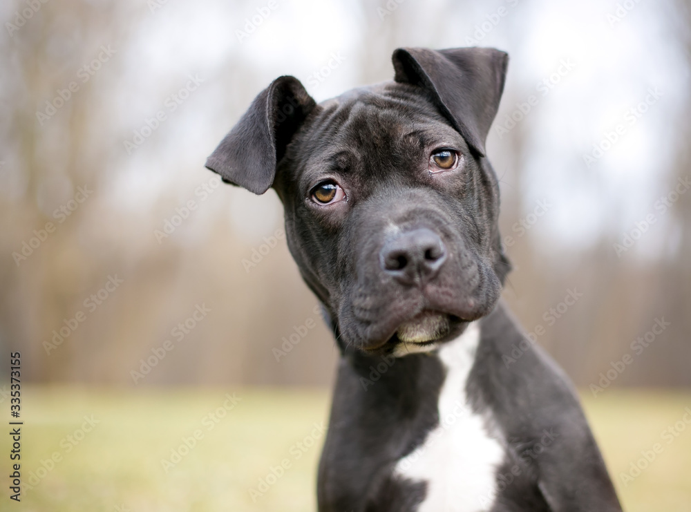 A cute black and white Pit Bull Terrier mixed breed puppy with large floppy ears and a wrinkled face listening with a head tilt