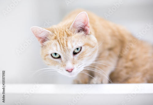 An orange tabby domestic shorthair cat crouching and looking down © Mary Swift