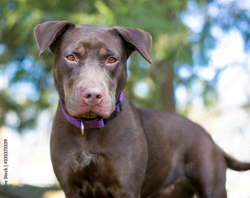 A Chocolate Labrador Retriever mixed breed dog standing outdoors with a serious expression, wearing a purple collar