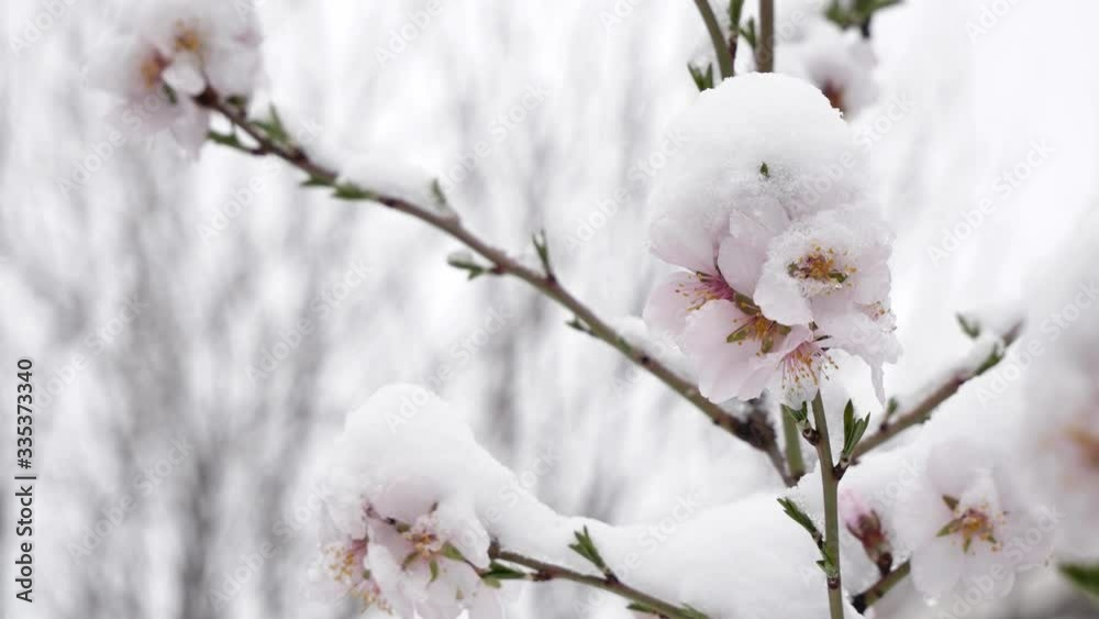 Pink flowers blooming peach tree at spring with snow. Spring tree blooms with pink flowers in March. snow covers flowers