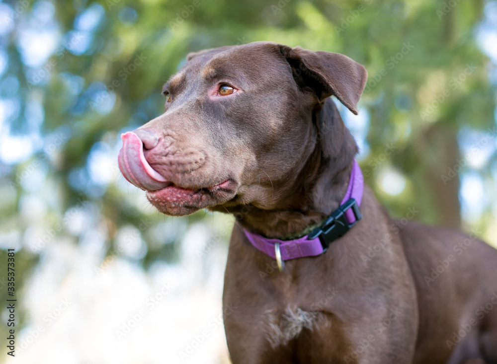A Chocolate Labrador Retriever mixed breed dog licking its lips, wearing a purple collar.