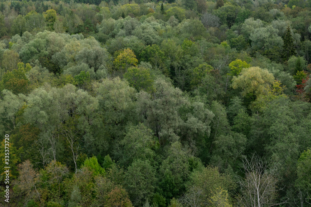 Nature background made of a lot of trees with leaves on summerday. Mixed europian forest in summer Nature background made of a lot of trees with leaves on summerday. Mixed europian forest in summer