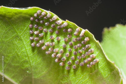 Bunch of butterfly eggs in a leafe photo