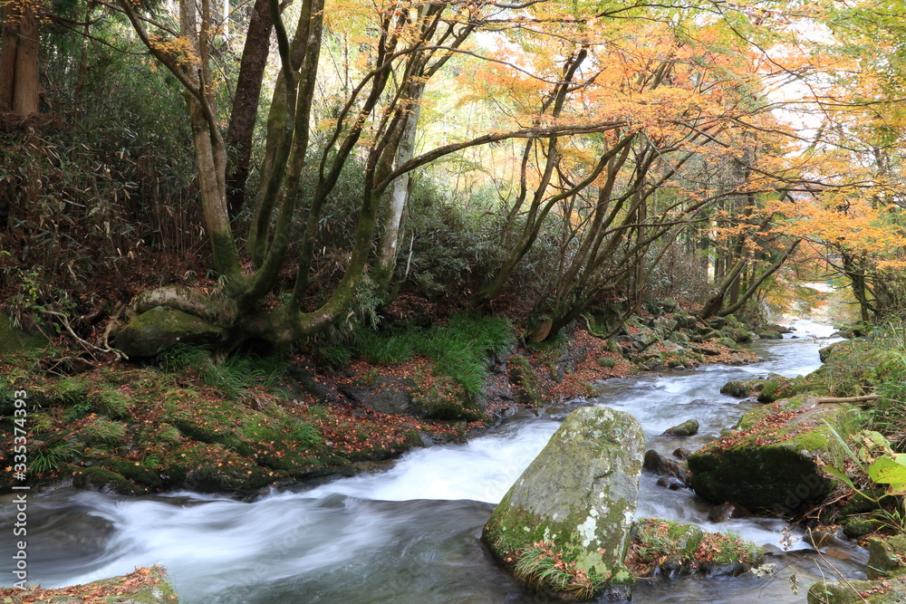 Beautiful colored leaves in Hananuki Gorge, Ibaraki JAPAN