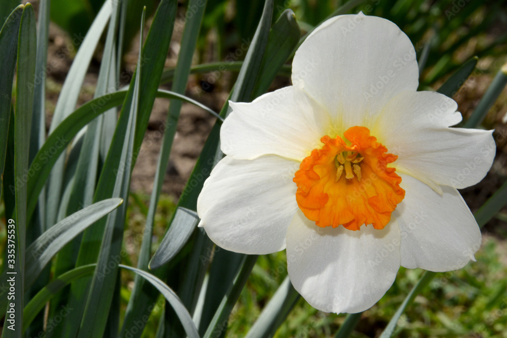 One white daffodil with a bright center. Lonely flower close-up. One white daffodil with a bright center. Lonely flower close-up.