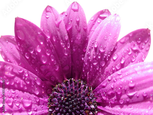 Close up macro ultra wide photo of osteospermum African purple daisy with black centre isolated with droplets in petals photo