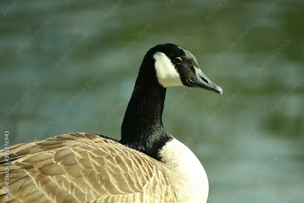 Obraz premium Wildgans am Wasser