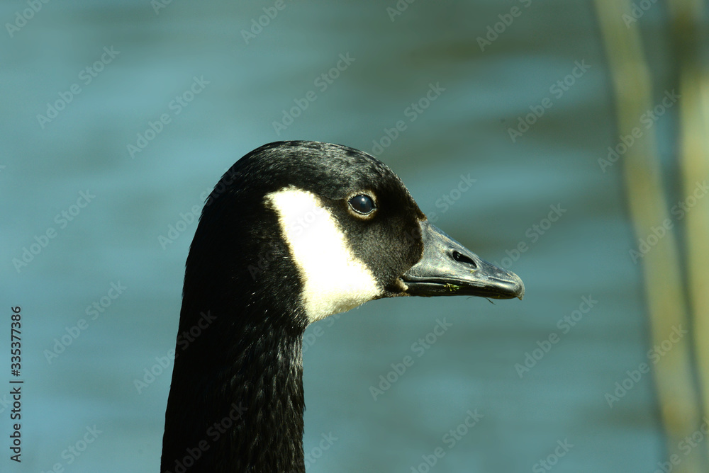 Wildgans am Wasser Wildgans am Wasser