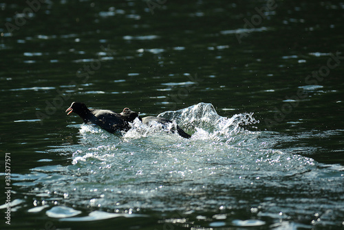 Wildgans am Wasser