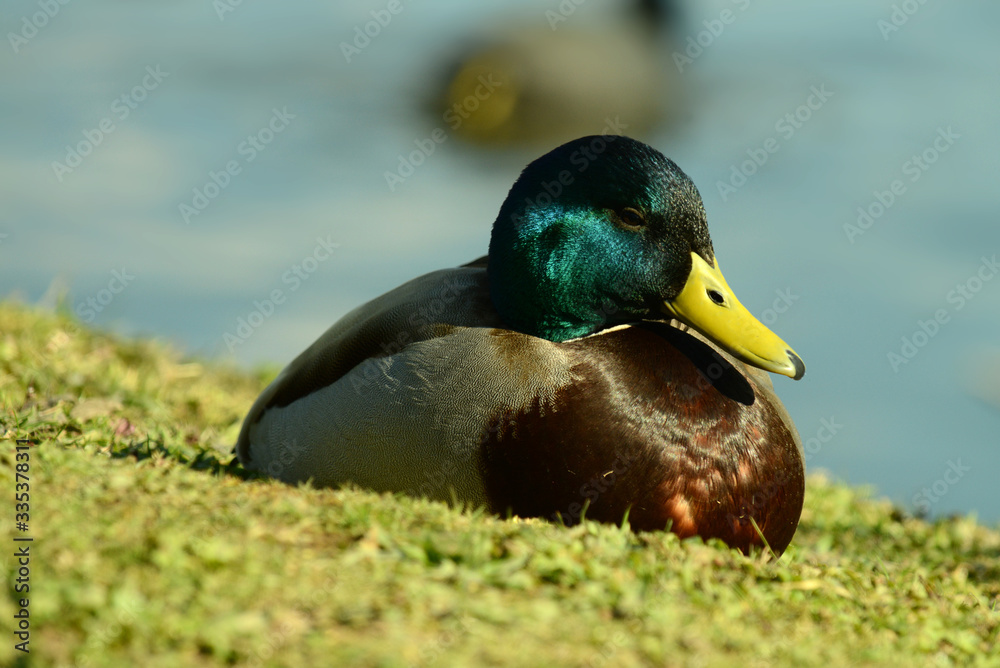 Ente am Wasser Ente am Wasser