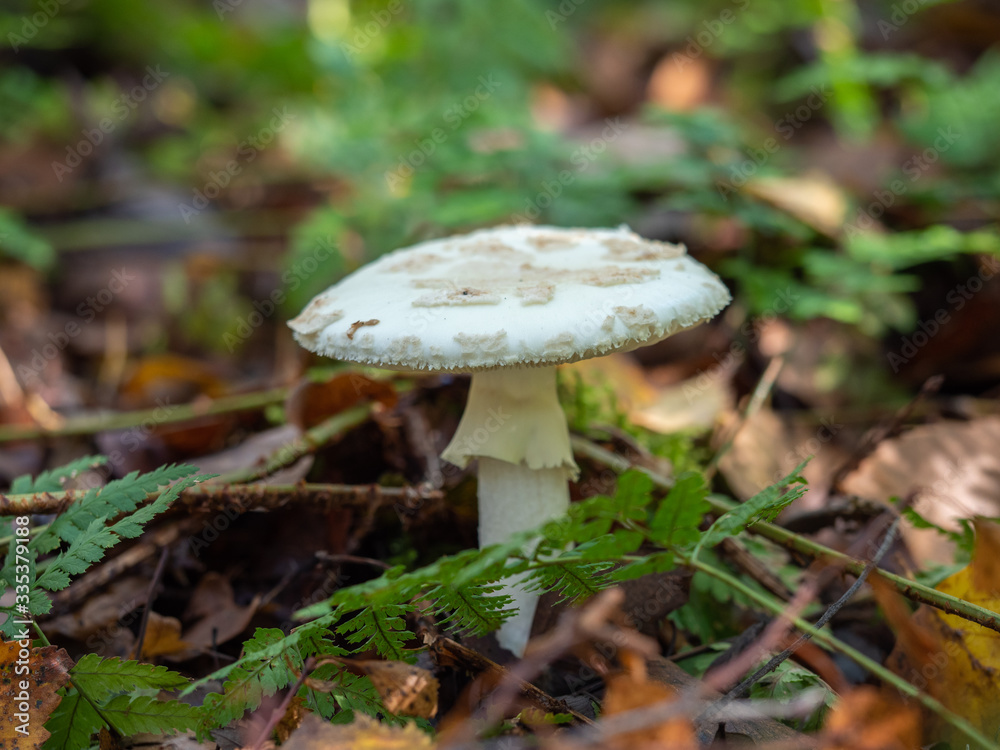 White Mushroom / Fungi in Wood White Mushroom / Fungi in Wood