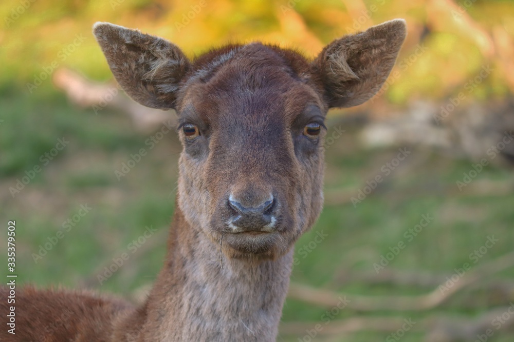 Portrait einer Hirschkuh Portrait einer Hirschkuh