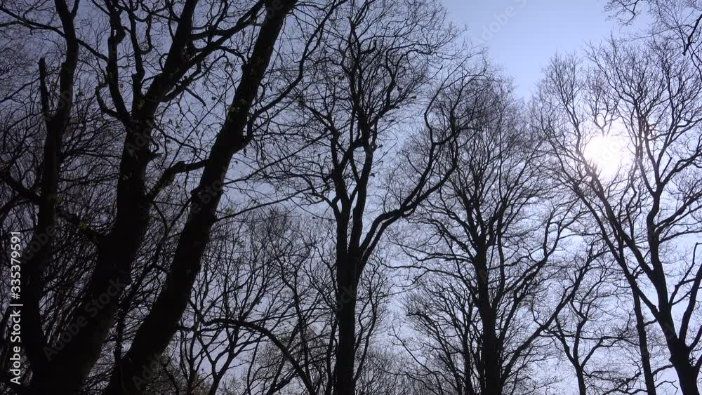 Winter in England and deciduous trees clear sky UK 4K Winter in England and deciduous trees clear sky UK 4K