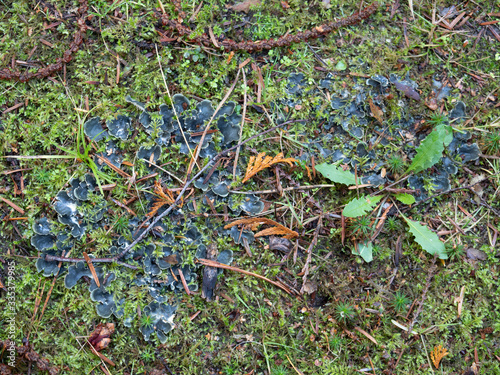 Green elfcap fungi on moss photo