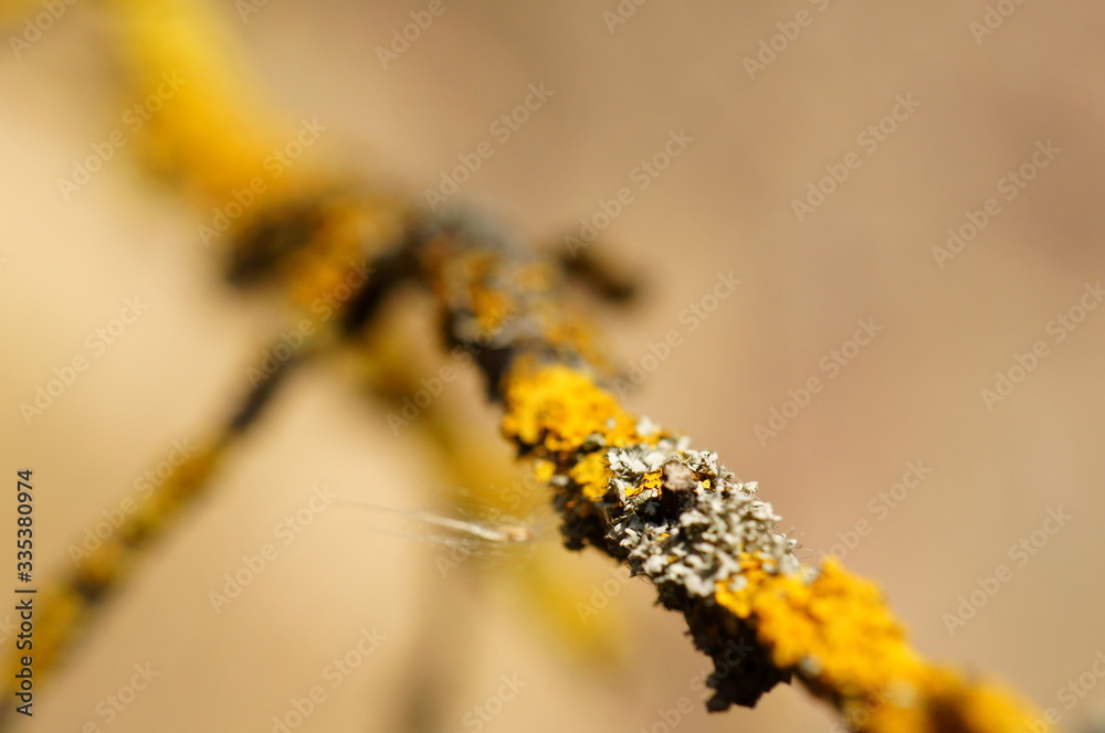 Yellow lichen on a tree branch