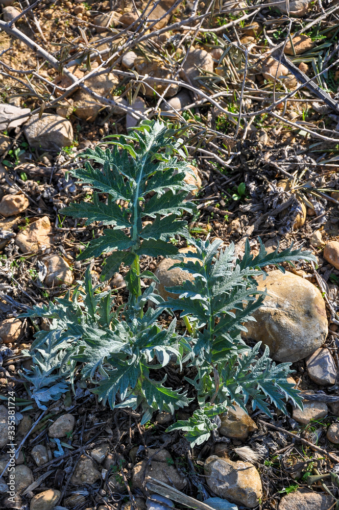 Wild vegetable thistle plant in the field Wild vegetable thistle plant in the field