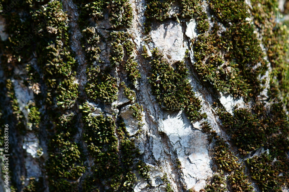 Obraz premium moss covered tree