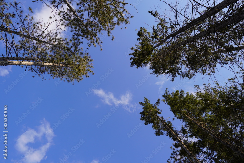 Fototapeta premium sky and trees
