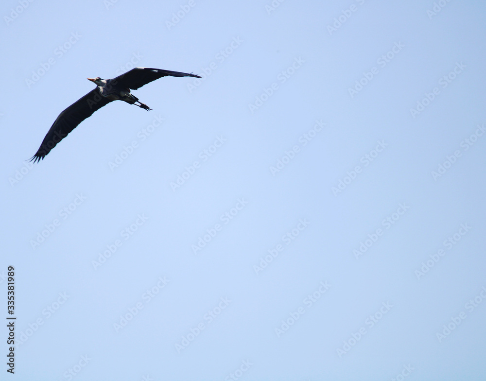 Fototapeta premium seagull in flight