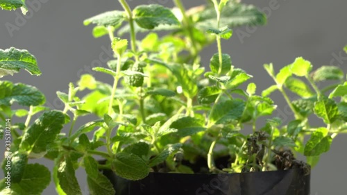 apple mint plant in a pot
