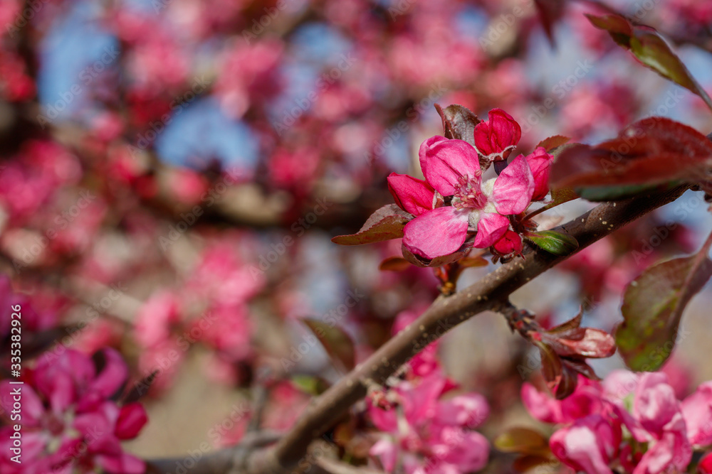 Close Up Pink Flowers Spring Blossom Close Up Pink Flowers Spring Blossom
