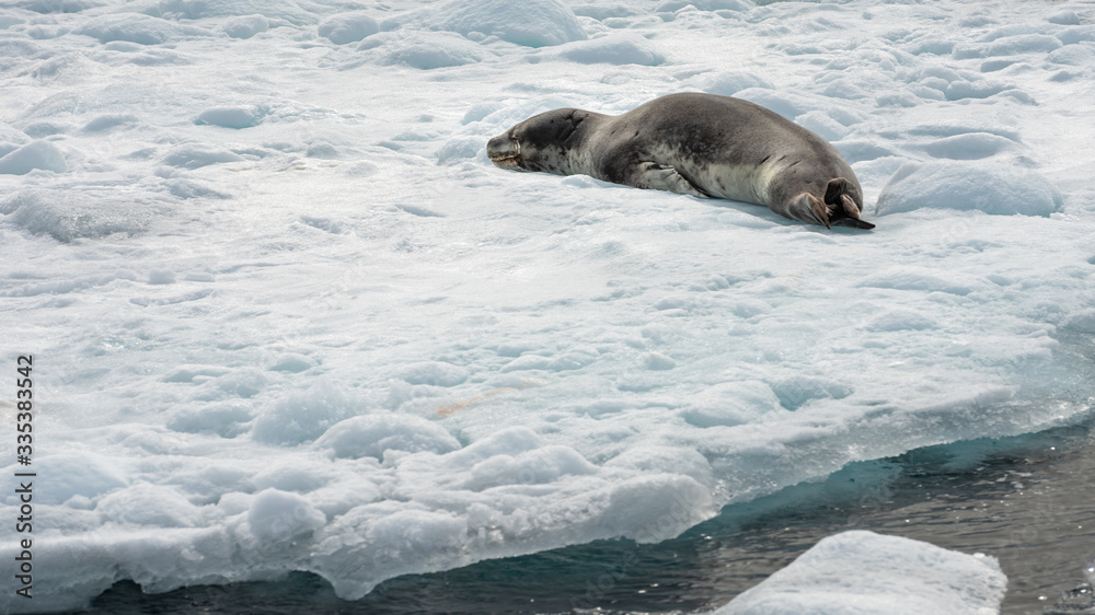 Fototapeta premium sleeping sea leopard on the iceberg in Antarctica